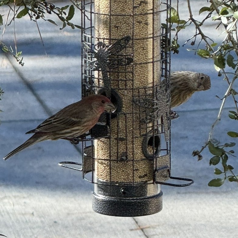 closeup of birds on the feeder