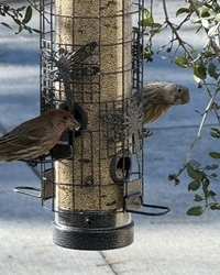 birds on the bird feeder